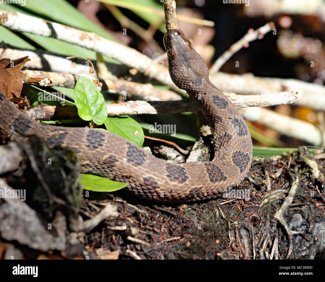 Pilot snake hires stock photography and images Alamy