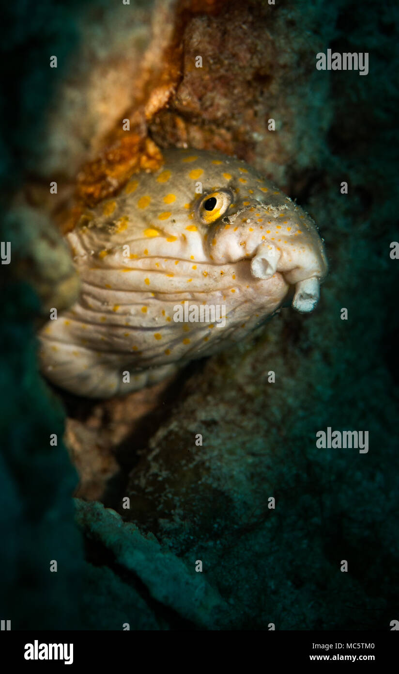 Sharptail eel) Myrichthys breviceps) peeks out from the reef, Bonaire, Netherlands Antilles Stock Photo