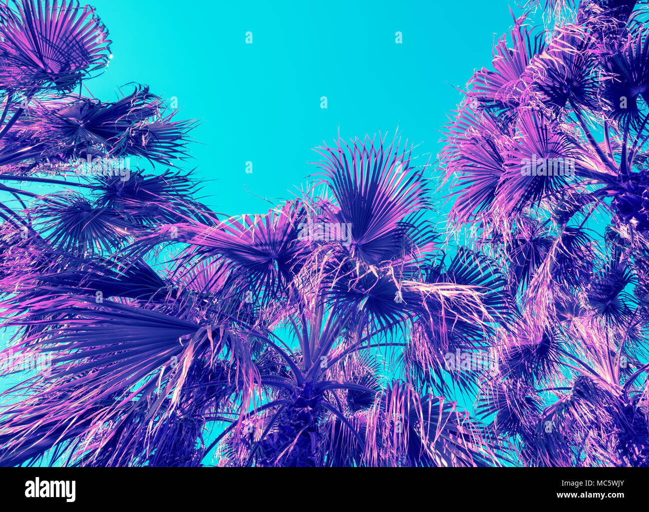 purple palm trees wallpaper