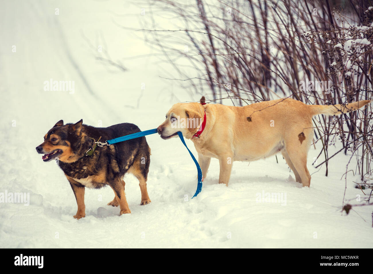 Two dogs walk outdoors in winter. A yellow Labrador Retriever dog leads