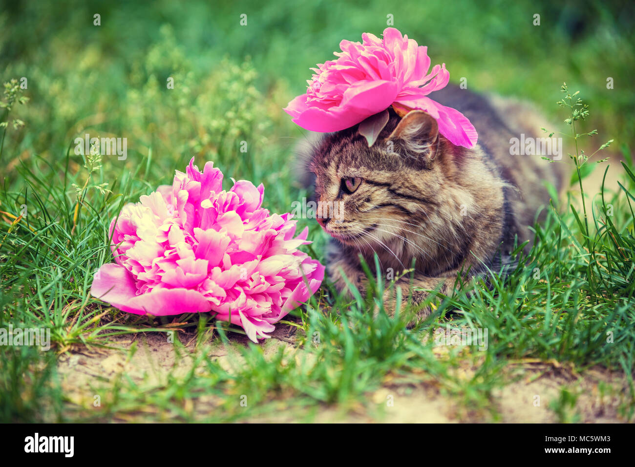 Portrait of a cat with a peony flower on her head lying in the grass in the garden in summer Stock Photo
