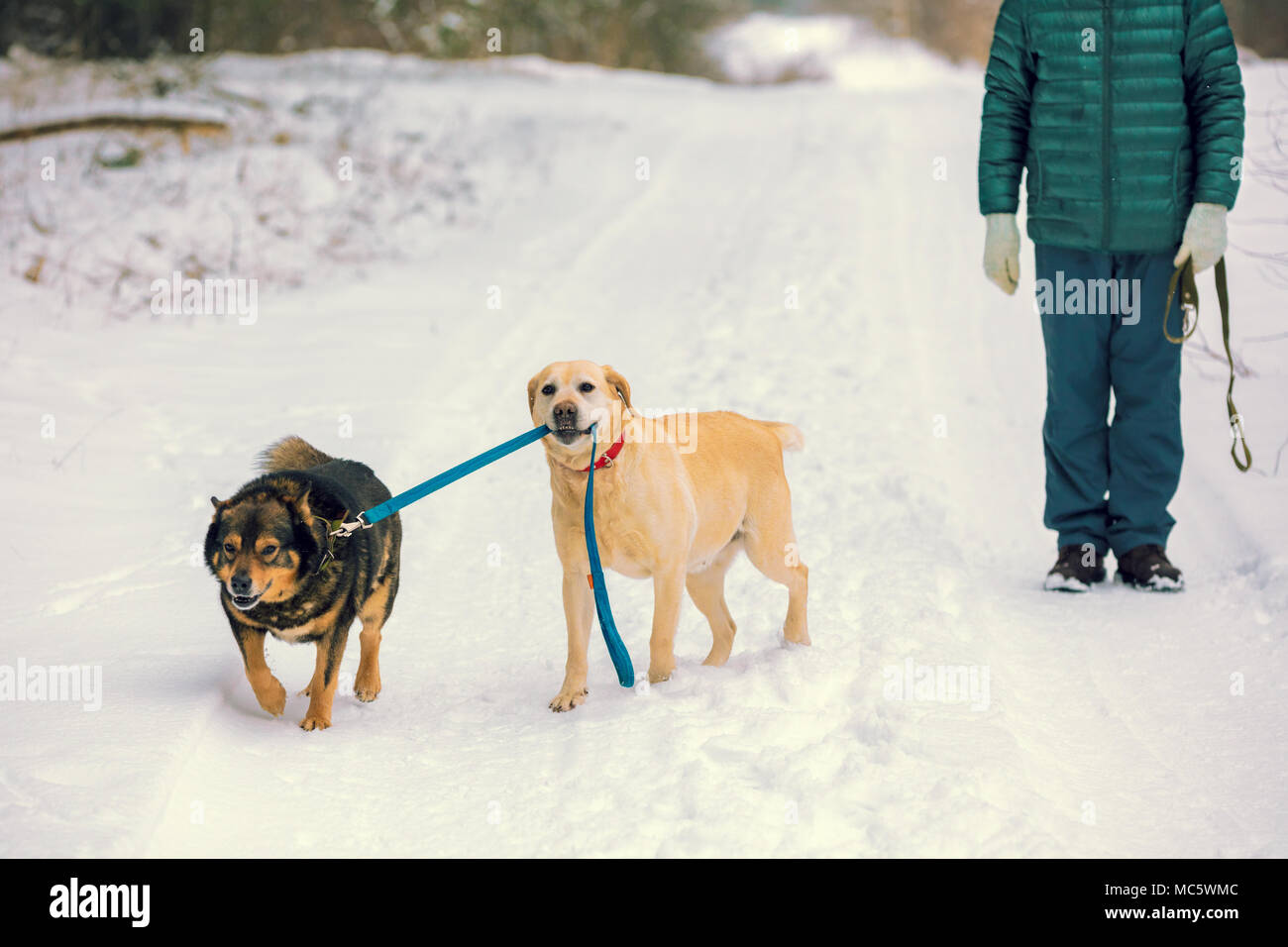 Two dogs walk outdoors in winter. A yellow Labrador Retriever dog leads