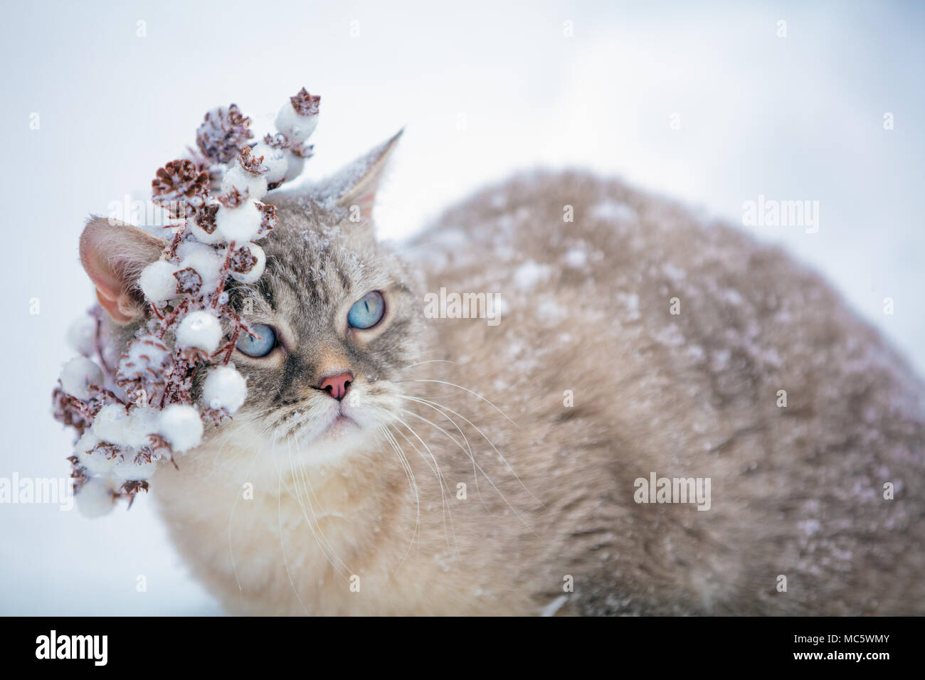 Portrait of a cat wearing Christmas wreath outdoors in winter Stock Photo