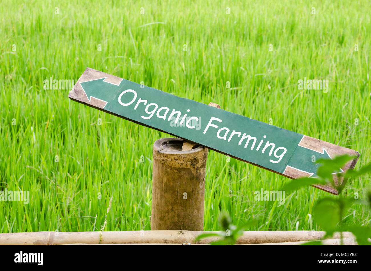 Organic farming on wood label in the nature, rice field blur background. Stock Photo