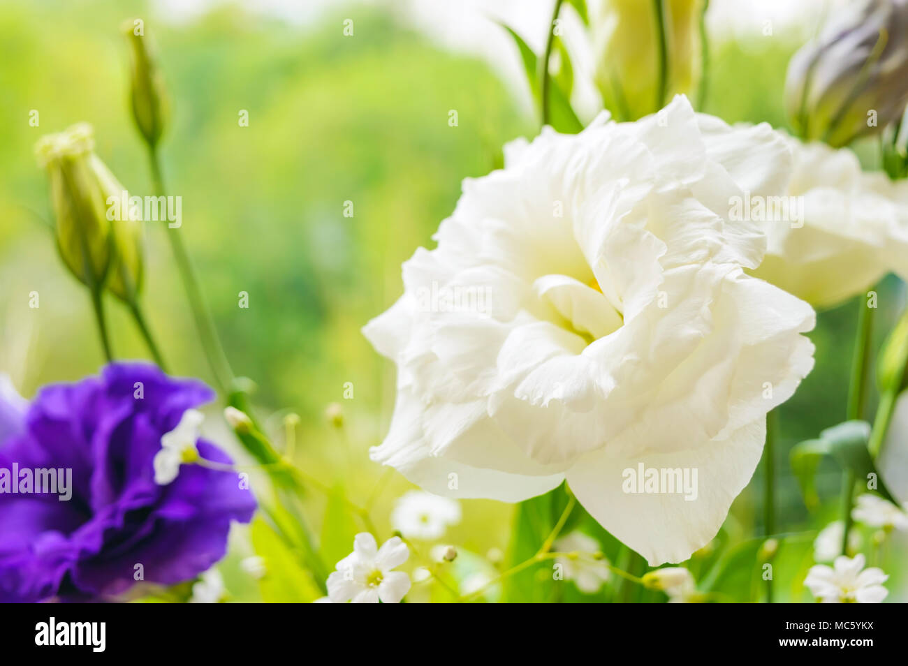 Delicate wite flower eustomy (lisianthus) on a background of nature. Stock Photo