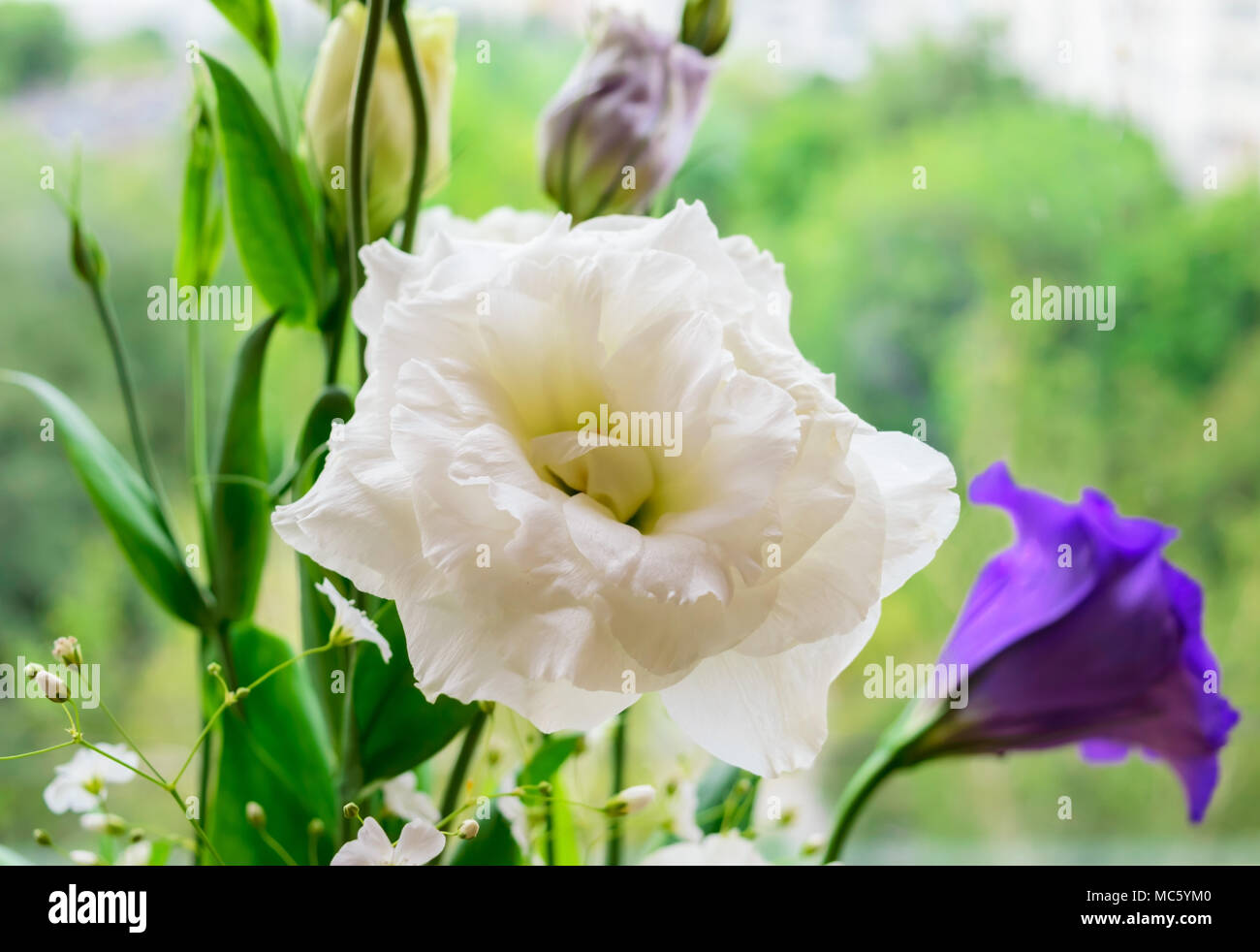Delicate wite flower eustomy (lisianthus) on a background of nature. Stock Photo