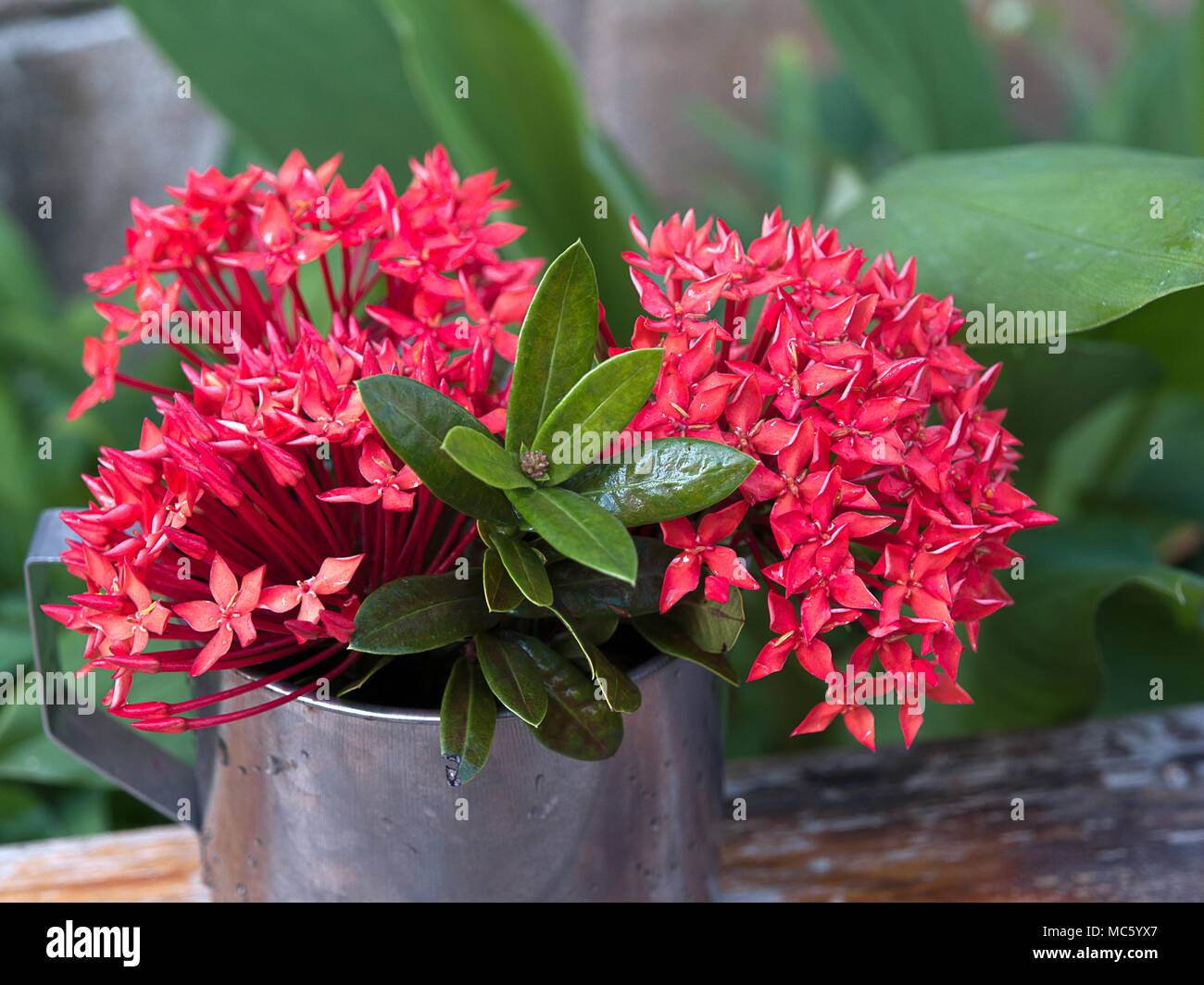 Ixora , Spike is a plant that needs full sun , Beauty in nature. Stock Photo