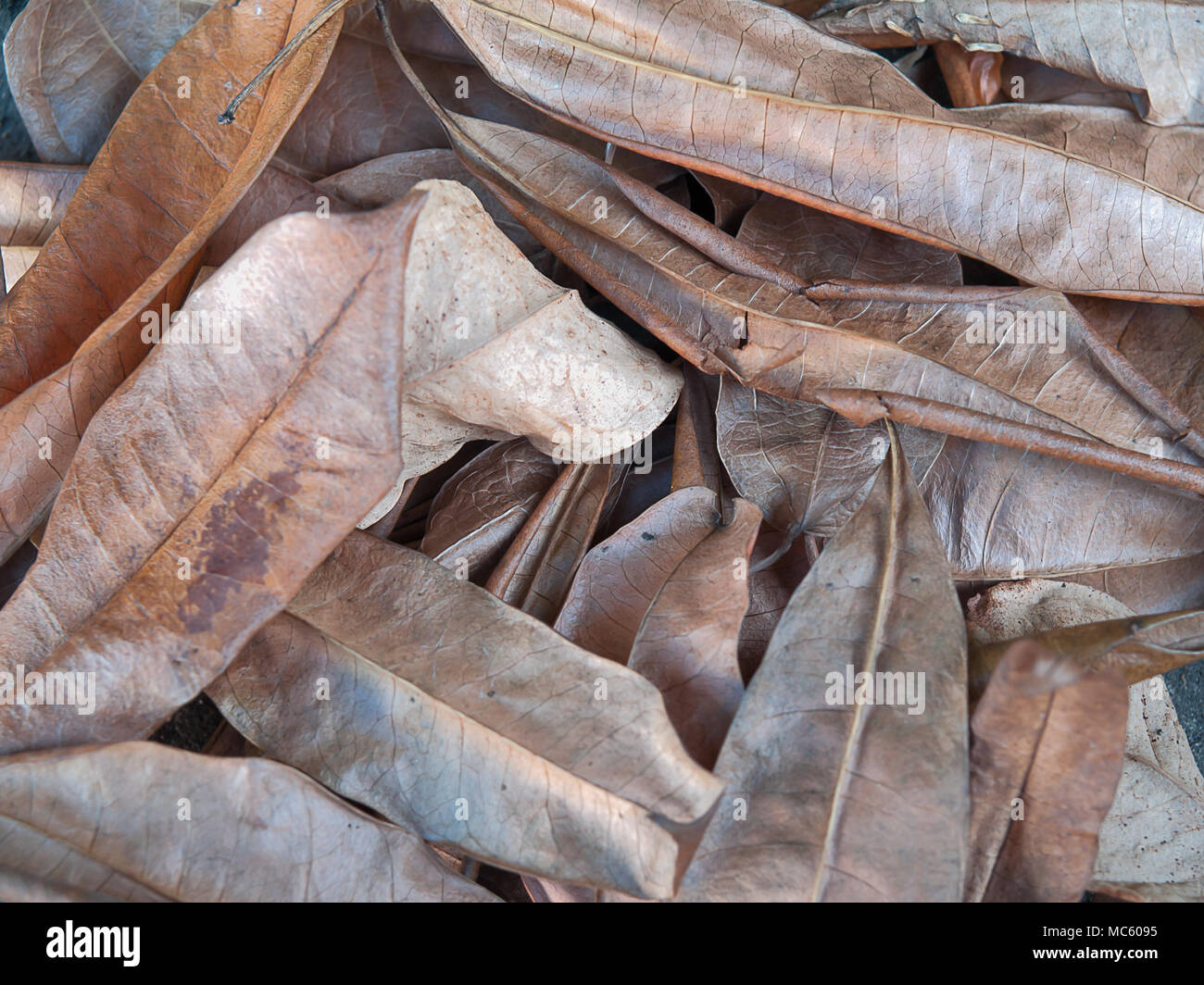 Dry leaf Brown , Fallen on the ground , Natural surfaces Stock Photo ...