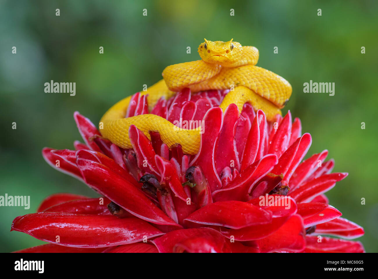 Eyelash Viper Bothriechis schlegelii, beautiful colored venomous pit