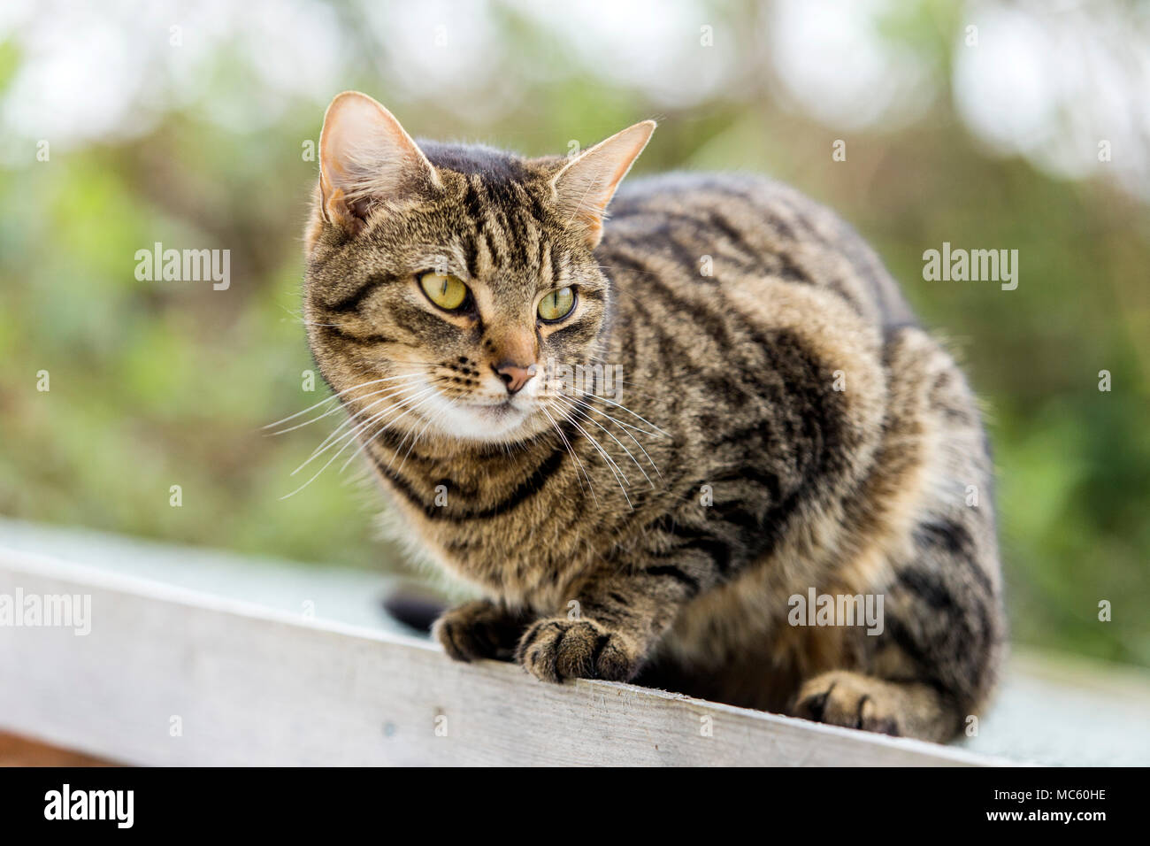 Young tabby cat, bengal cat climbing on top of a shed roof. Stock Photo