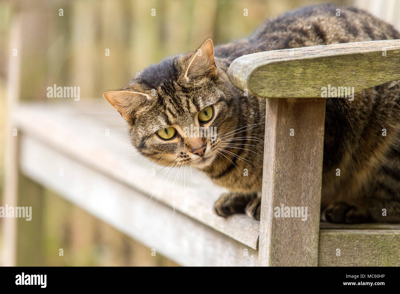 Young tabby cat, bengal cat sat outdoors on a garden bench Stock Photo