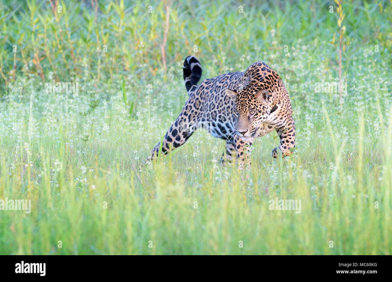 Jaguar (Panthera onca) stalking for cayman in wetland, Pantanal, Mato Grosso, Brazil Stock Photo