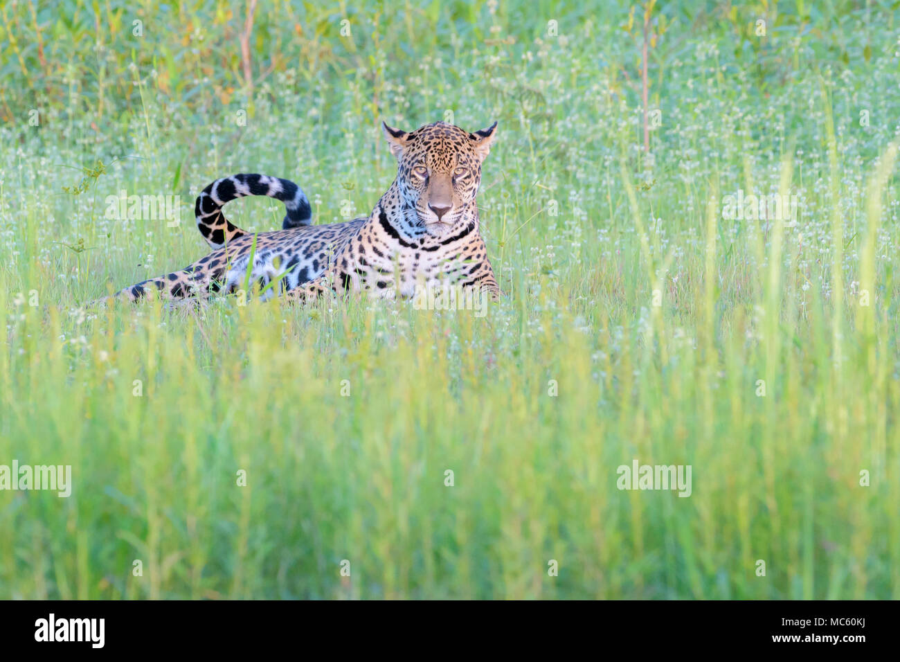 Jaguar (Panthera onca) lying down in wetland, looking at camera, Pantanal, Mato Grosso, Brazil Stock Photo