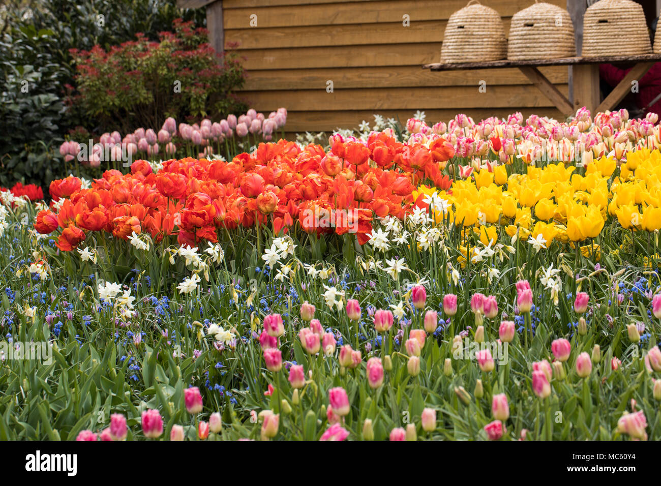 colorful tulips, hyacinth and daffodils blooming in a garden Stock ...