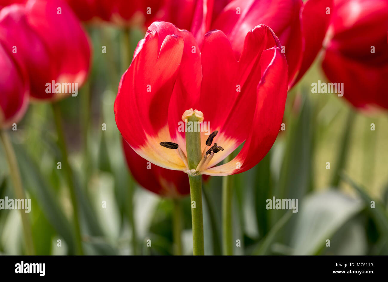 red tulips flowers blooming in a garden Stock Photo - Alamy