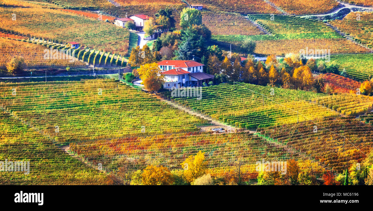 Impressive autumn landscape,view of multicolored vineyards,Piemonte,Italy. Stock Photo