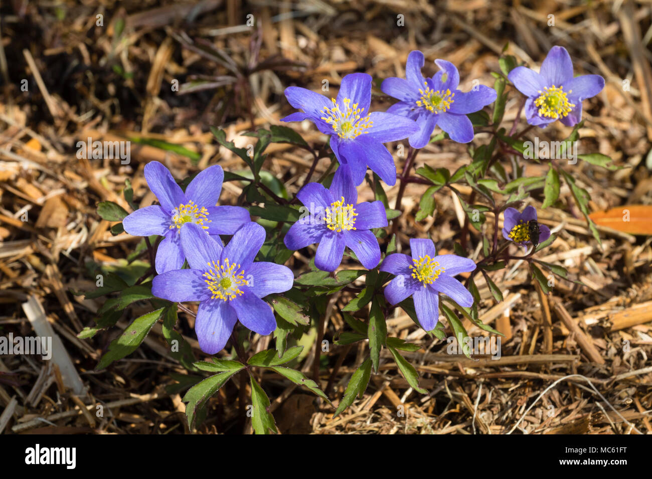 Yellow anthers contrast with blue petals i the selected form of the spring flowering wood anemone, Anemone nemorosa 'Mart's Blue' Stock Photo