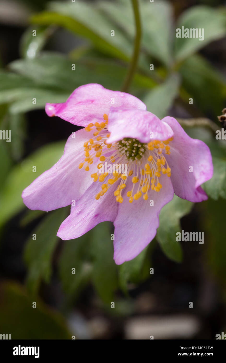 Pink form of the UK native wood anemone, Anemone nemorosa, flowering in