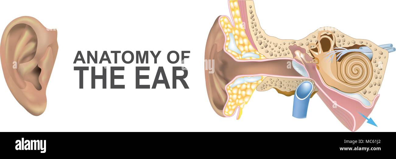Anatomy of the Ear. Illustration Stock Vector