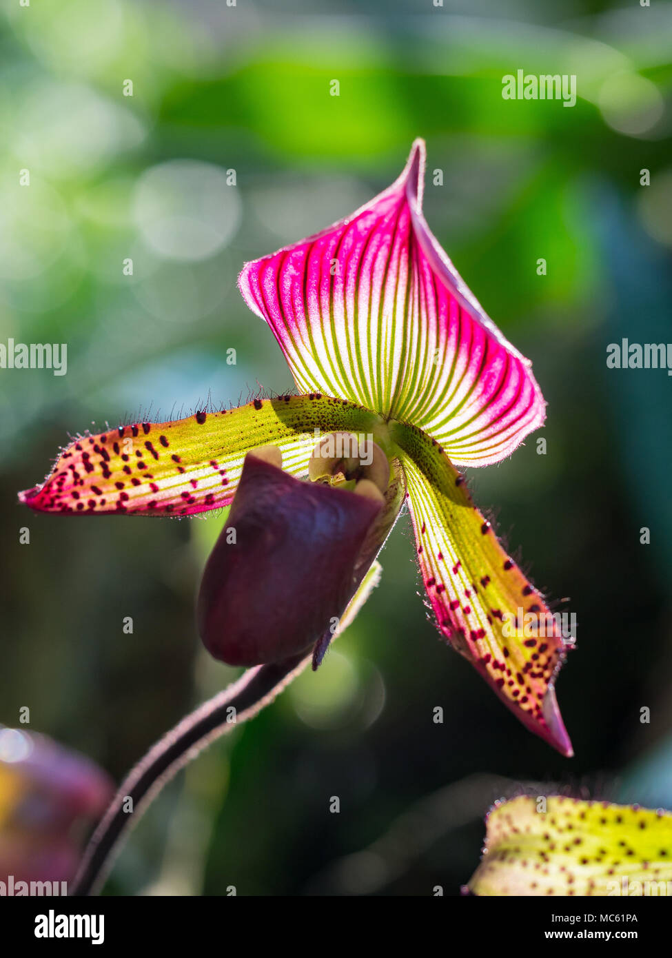 Paphiopedilum hybrid in Singapore Botanic Gardens Stock Photo