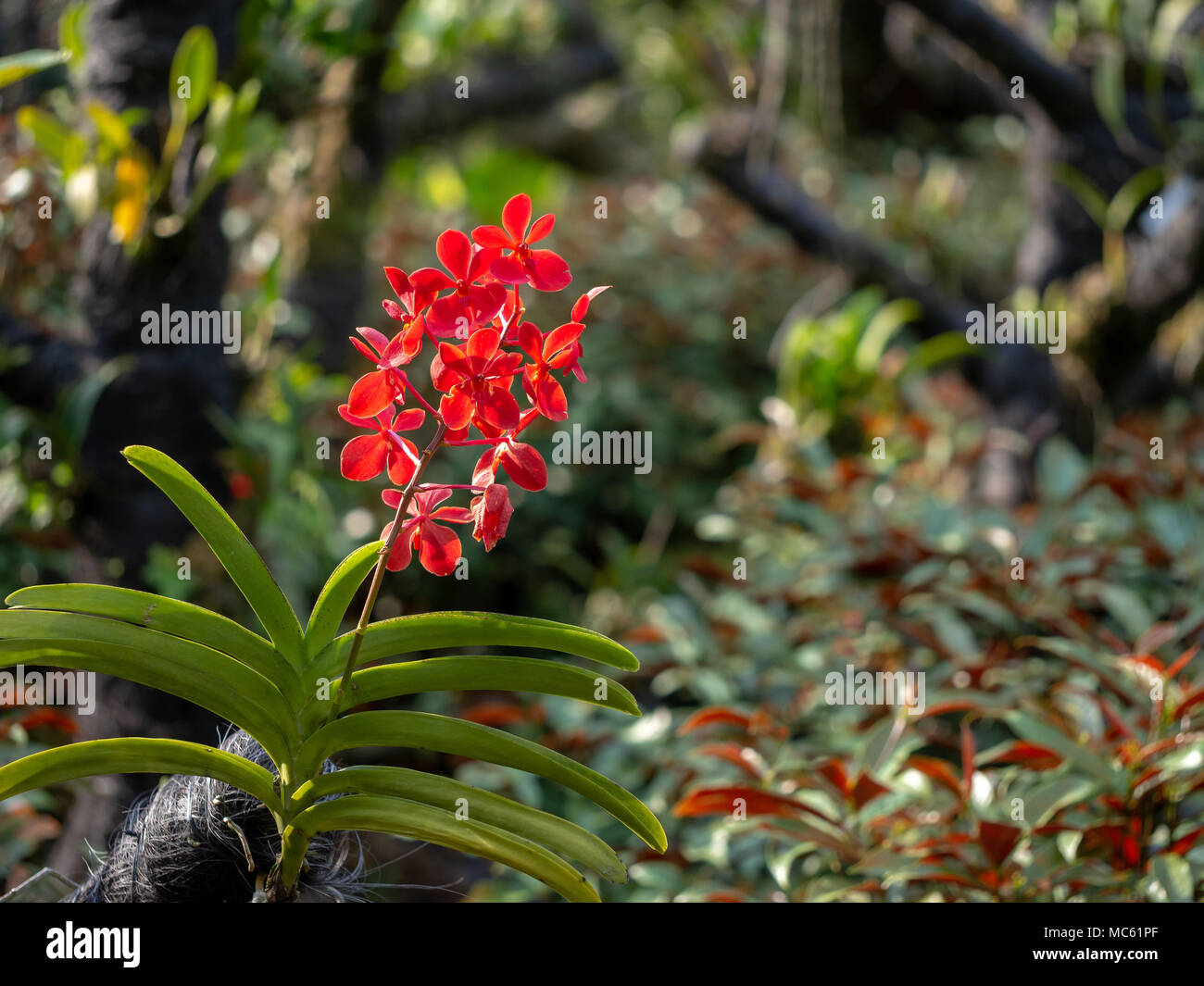 Red Vanda hybrid in Singapore Botanic Gardens Stock Photo