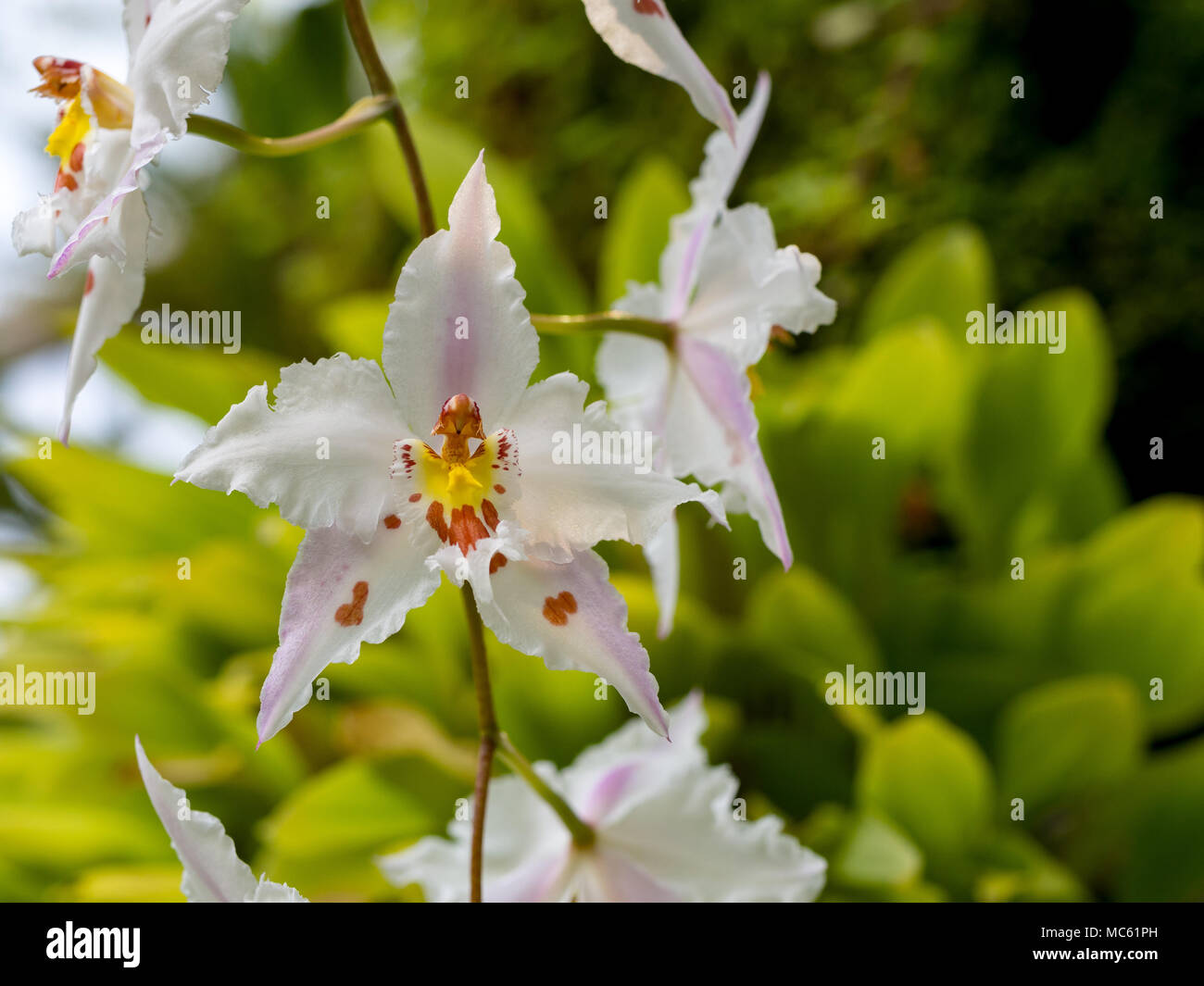 Odontoglossum crispum orchid in Singapore Botanic Gardens Stock Photo