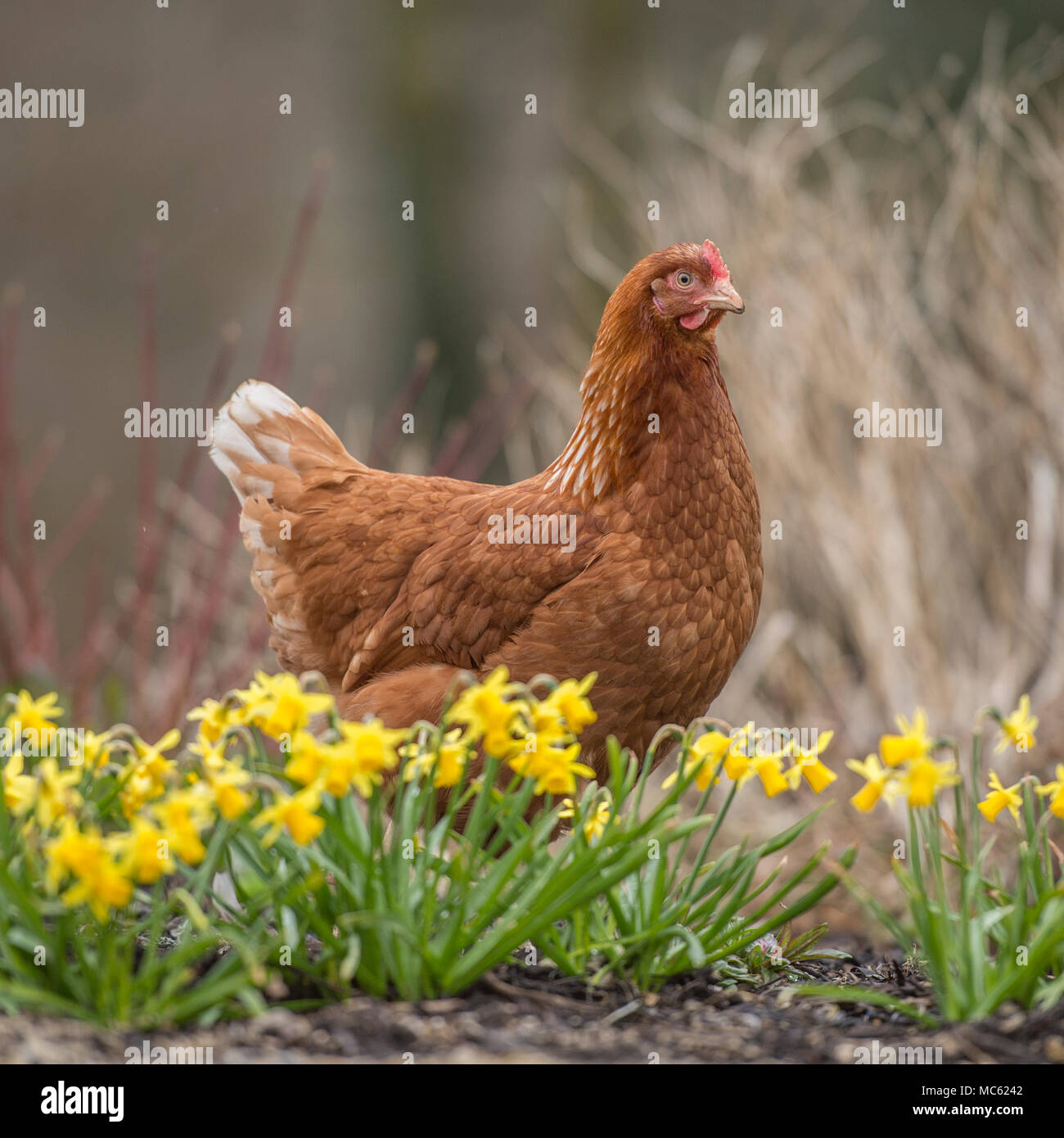 chicken Stock Photo
