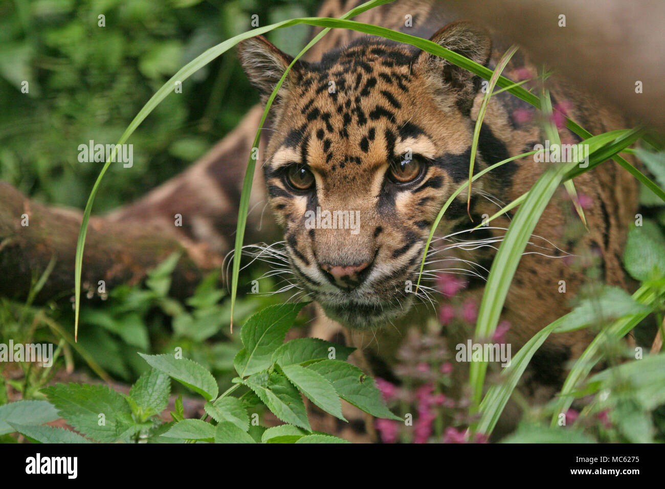 Neofelis nebulosa, the clouded leopard Stock Photo