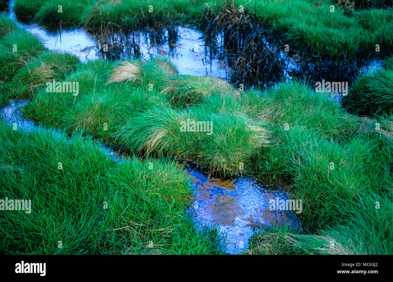 Oil Pollution in Coastal Wetlands, nr Milford Haven, Pembrokeshire, Wales, UK, GB. Stock Photo