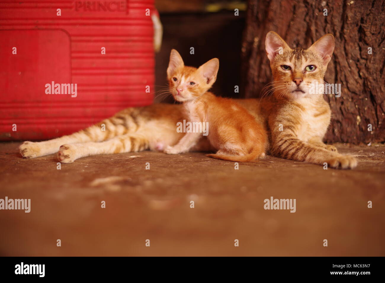 Cat and Kitten in market in Mumbai, India Stock Photo Alamy