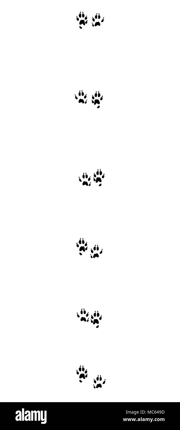 Stoat tracks. Typical footprints of short-tailed weasel - black icon illustration on white background. Stock Photo