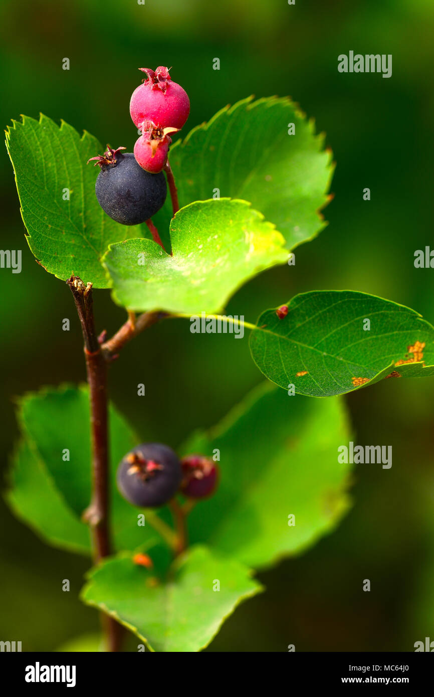 Blueberries on the plant Stock Photo