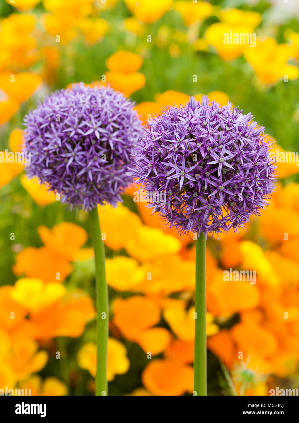 large purple alliums against a background of california poppies in a drought resistant garden Stock Photo