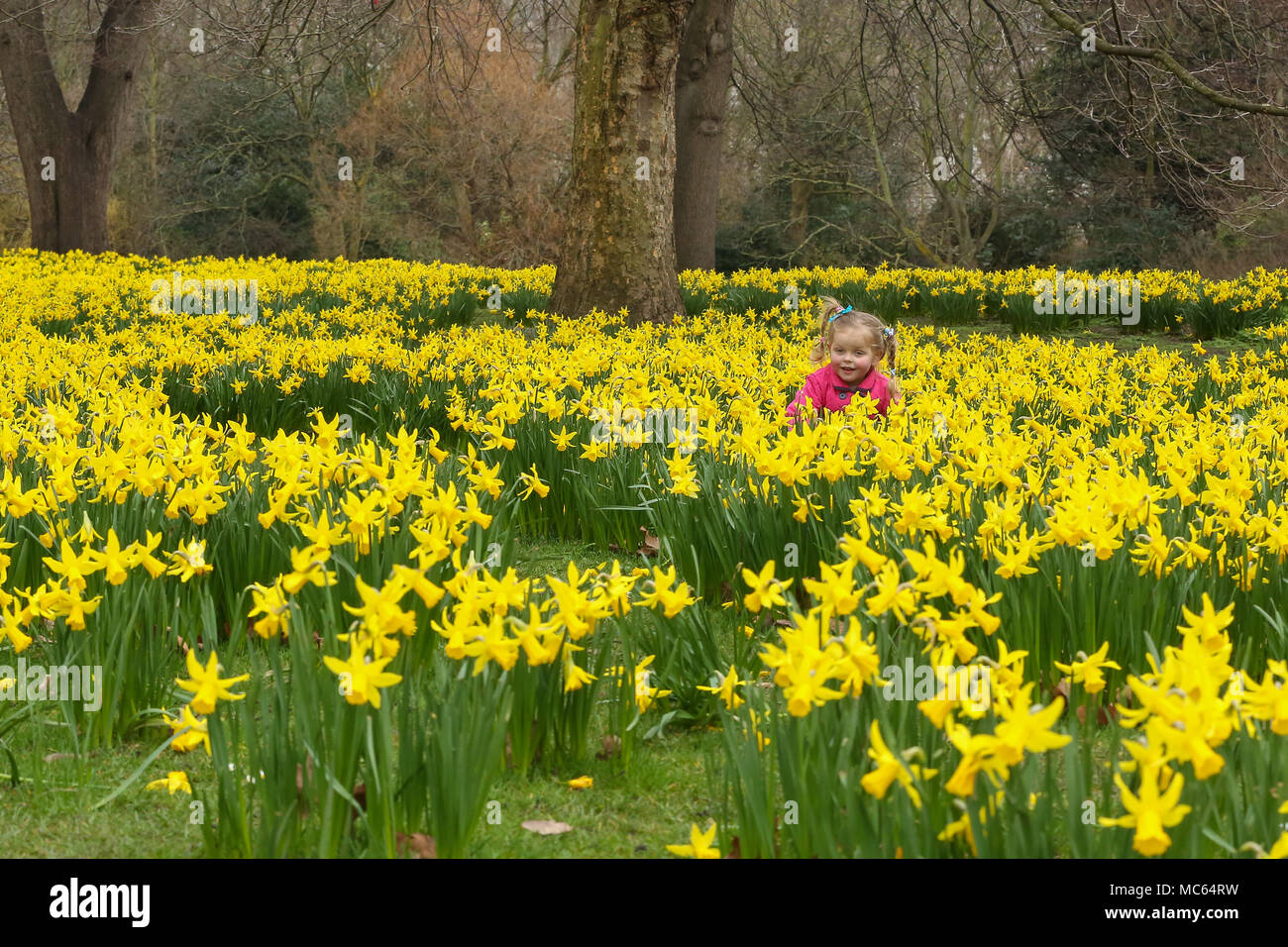 Tourists takes photos of daffodils and crocuses in St James Park  Featuring: 3 yrs old Emilija Where: London, United Kingdom When: 13 Mar 2018 Credit: Dinendra Haria/WENN Stock Photo