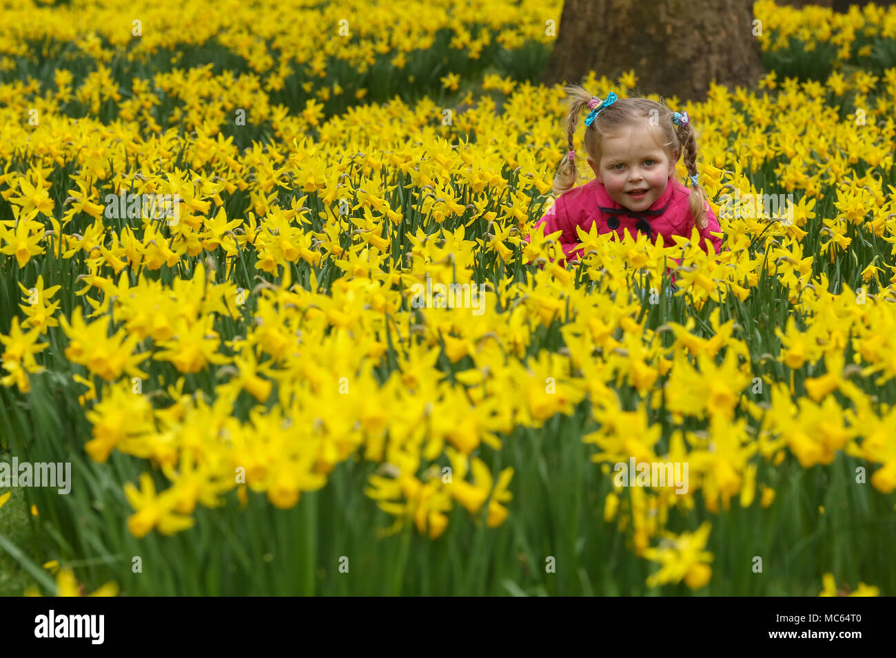 Tourists takes photos of daffodils and crocuses in St James Park  Featuring: 3 yrs old Emilija Where: London, United Kingdom When: 13 Mar 2018 Credit: Dinendra Haria/WENN Stock Photo