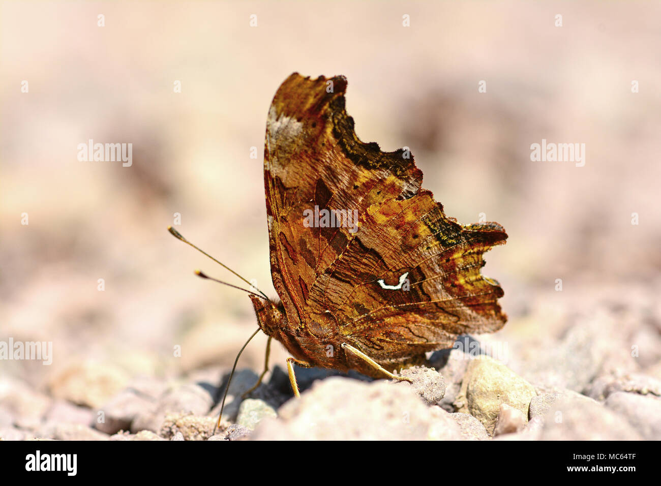 Comma at rest hi-res stock photography and images - Alamy