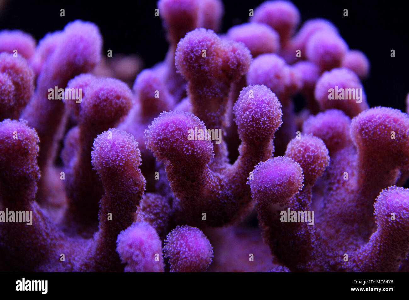 Stylophora SPS Coral (Stylophora sp.) Stock Photo
