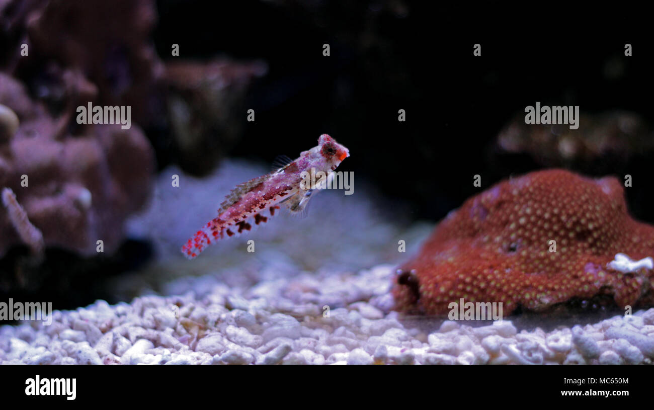 Red mandarin fish Stock Photo Alamy