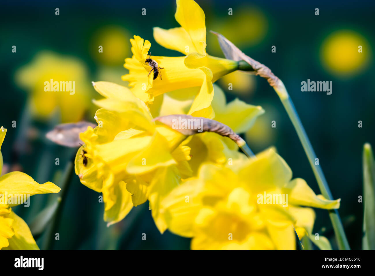 Bee on daffodil Stock Photo