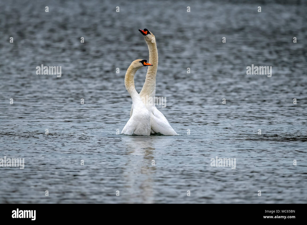 Mute Swans courtship display on a loch Stock Photo