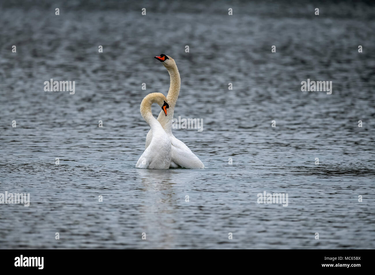 Mute Swans courtship display on a loch Stock Photo