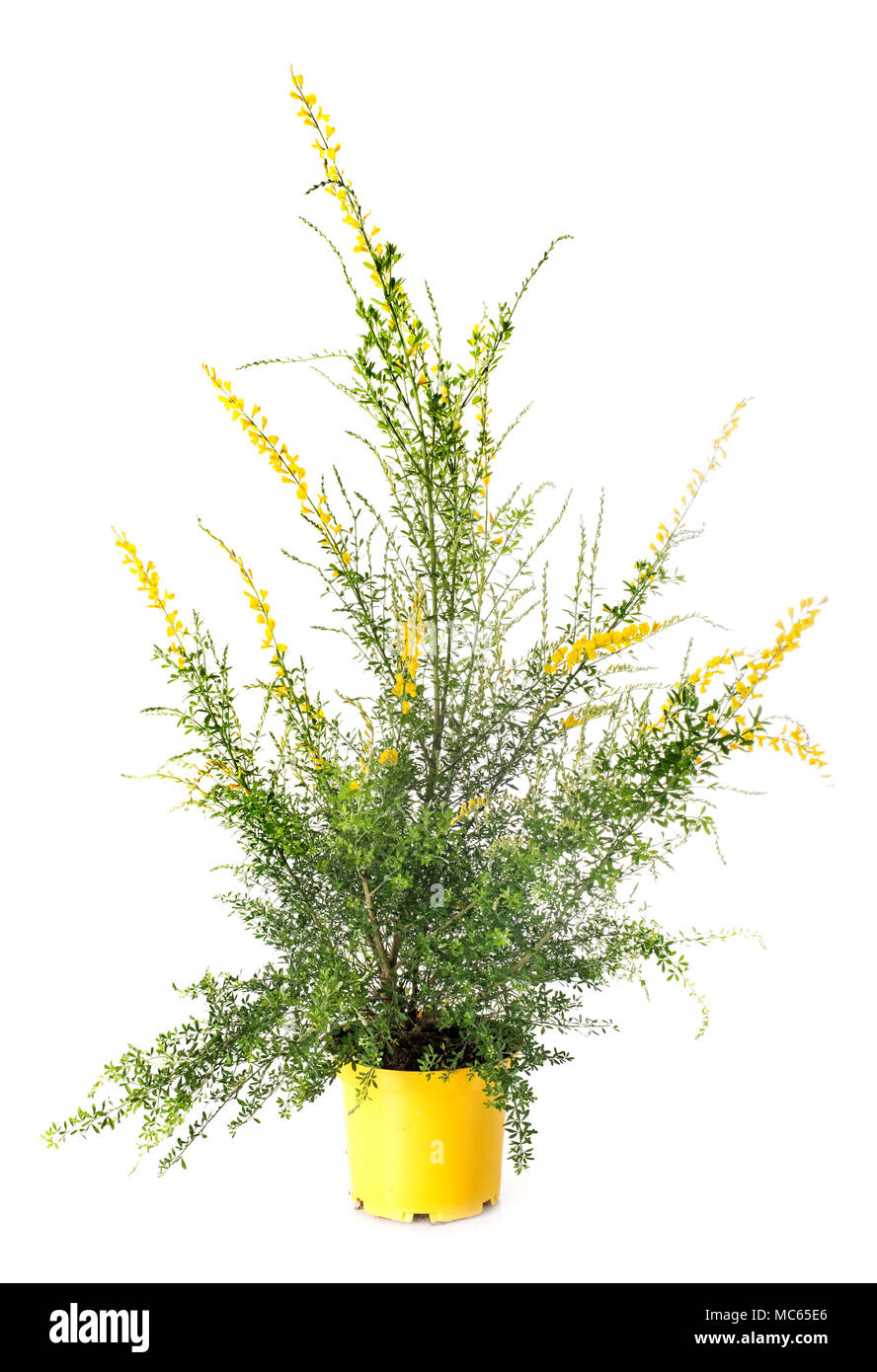 genista maderensis in front of white background Stock Photo