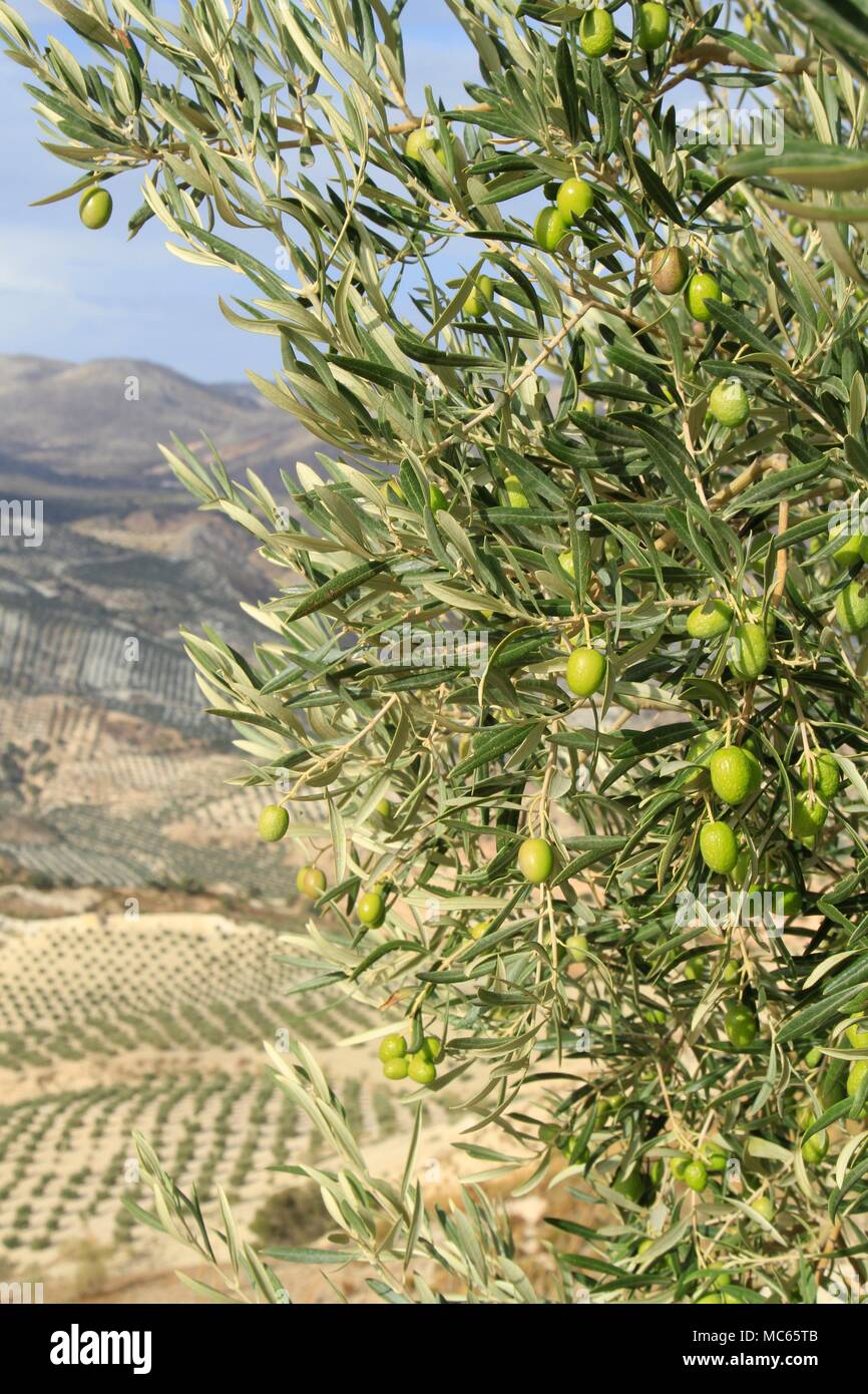Olive branches bearing fruit in an olive orchard in Andalusia, Southern Spain Stock Photo Alamy