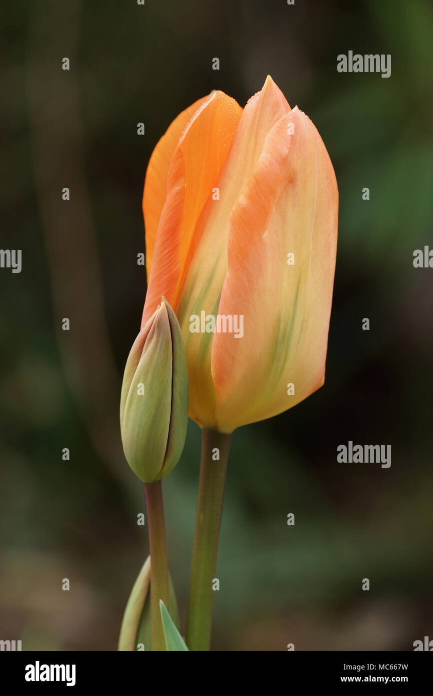 flower of Tulipa 'Orange Emperor' Stock Photo