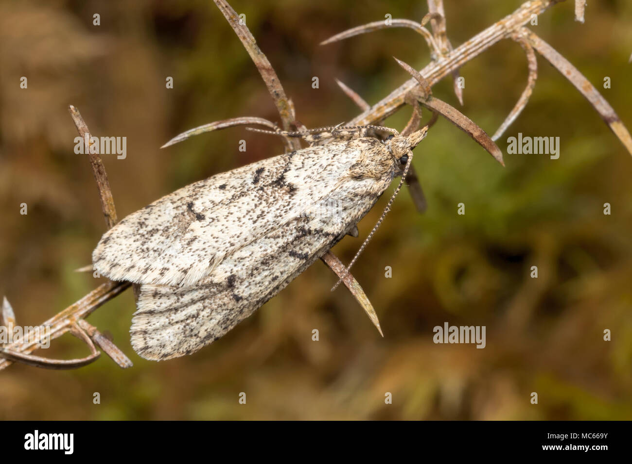 March Tubic moth male (Diurnea fagella) resting on dead piece of gorse bush. Tipperary, Ireland Stock Photo