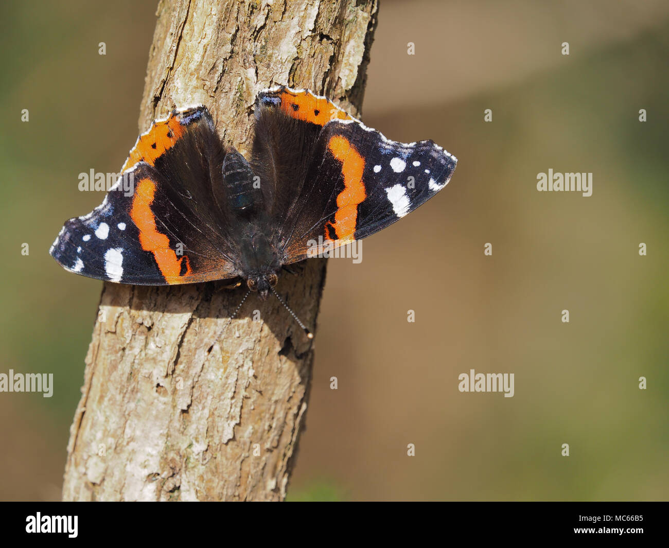 Red Admiral Butterfly (Vanessa atalanta) perched on a sunlit branch in November. Tipperary, Ireland Stock Photo