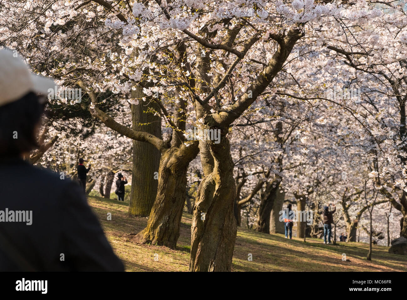 Taking photos of cherry trees hi-res stock photography and images - Alamy