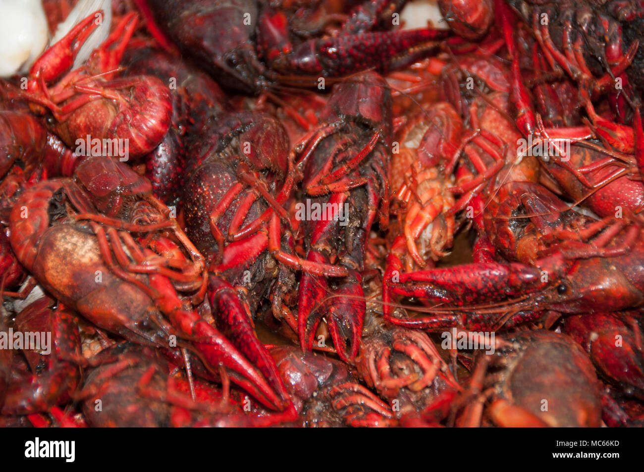 Bright Red pile of cooked Crawdads Stock Photo