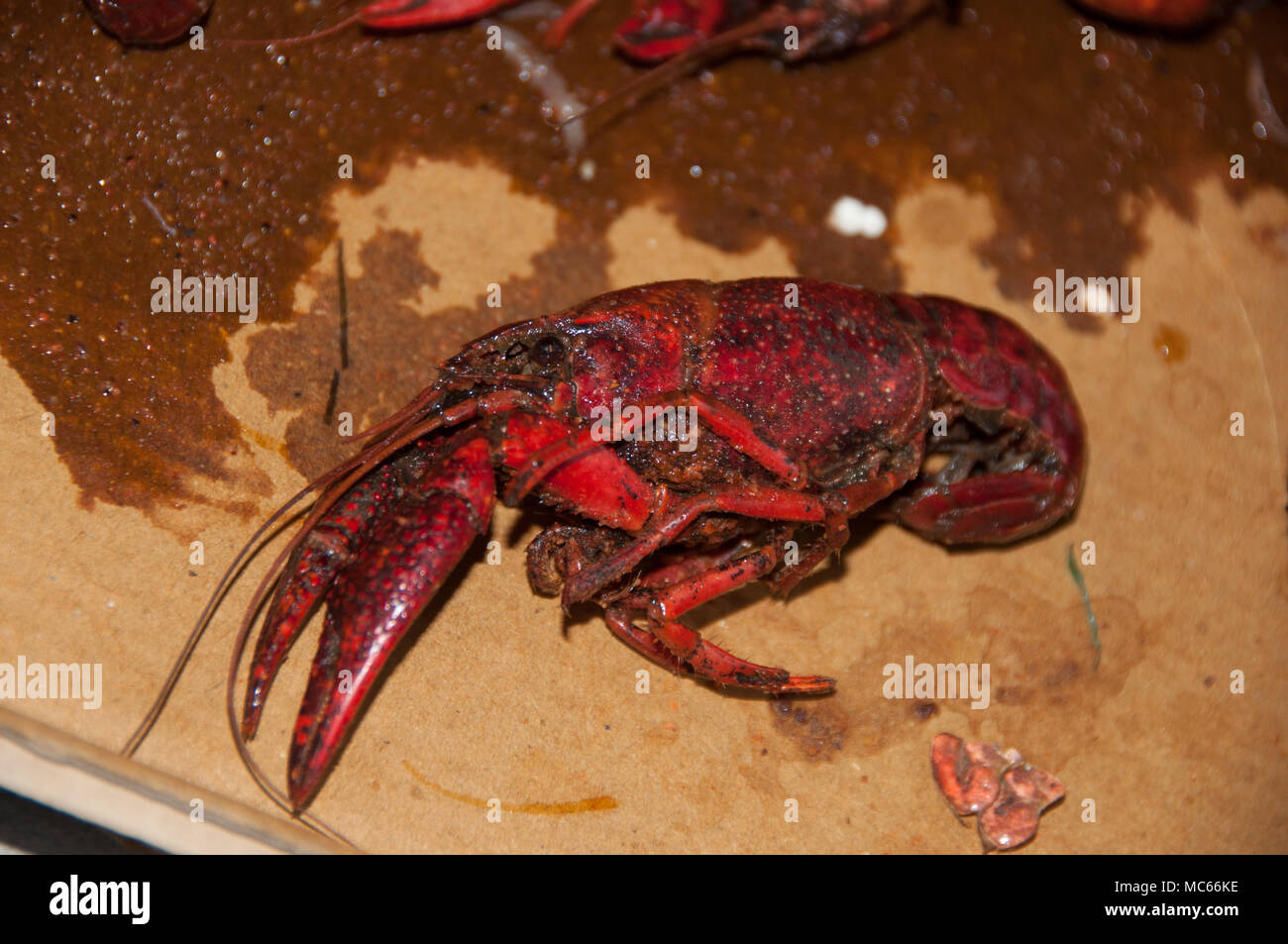 Bright Red Cooked Crawdad Stock Photo