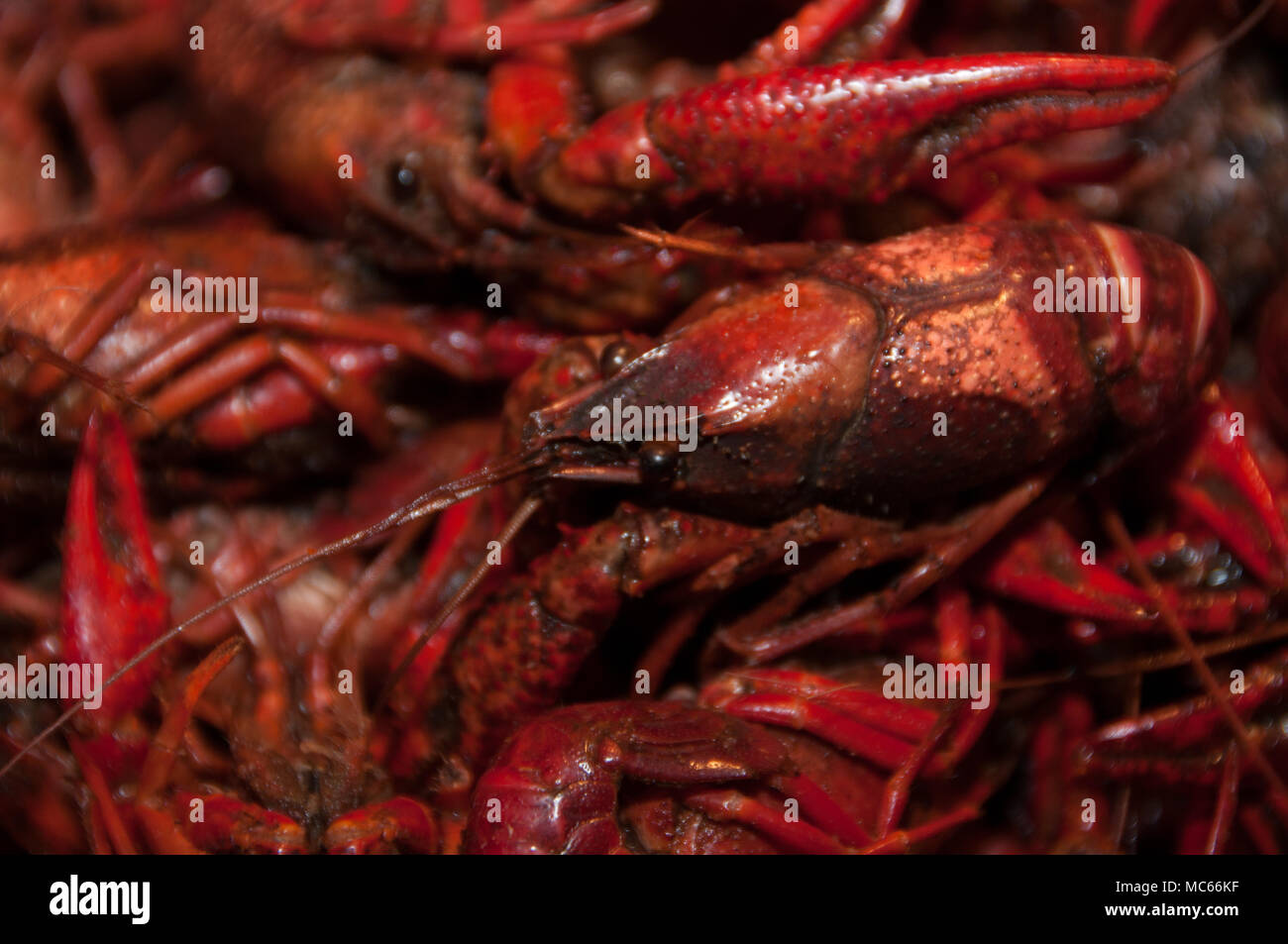 Bright Red pile of cooked Crawdads Stock Photo